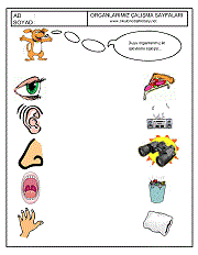 okul öncesi duyu organları örnekleri